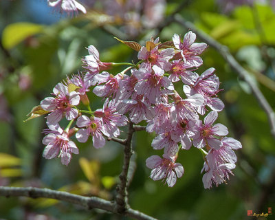 Wild Himalayan Cherry (Prunus cerasoides) (DTHN0217)