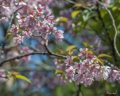 Wild Himalayan Cherry (Prunus cerasoides) (DTHN0218)