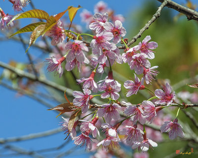 Wild Himalayan Cherry (Prunus cerasoides) (DTHN0219)