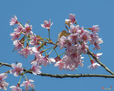 Wild Himalayan Cherry (Prunus cerasoides) (DTHN0220)