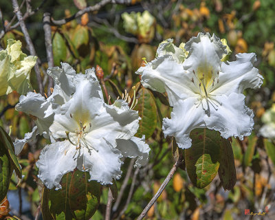 Rhododendron ciliicalyx (Rhododendron ciliicalyx) (DTHN0211)