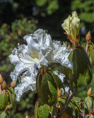 Rhododendron ciliicalyx (Rhododendron ciliicalyx) (DTHN0212)