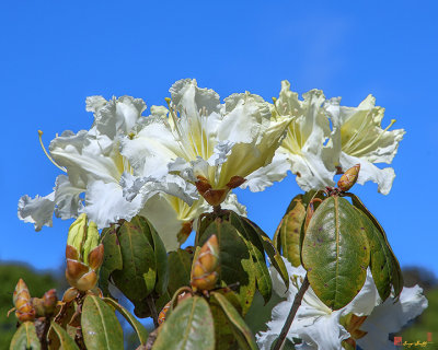Rhododendron ciliicalyx (Rhododendron ciliicalyx) (DTHN0213)