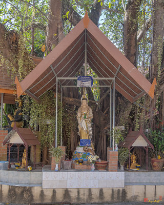 Wat Chedi Sathan Shrine Under Bodhi Tree (DTHCM1652)