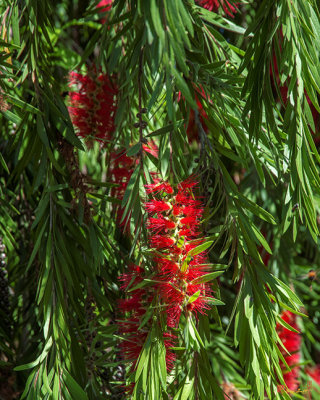 Crimson Bottlebrush or Lemon Bottlebrush (Melaleuca citrina) (DTHN0221)