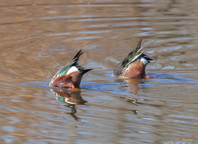 Bottoms Up--Male Northern Shovelers Dabbling (Anas clypeata) (DWF0145)