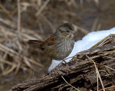 Swamp Sparrow (Melospiza georgiana) (DSB0048)