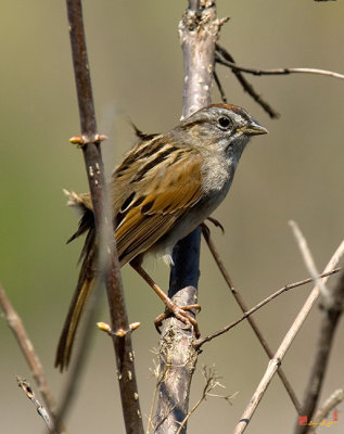 Swamp Sparrow (DSB0069)