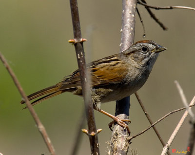 Swamp Sparrow (DSB0070)