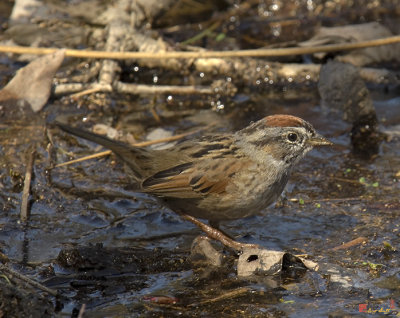 Swamp Sparrows (Melospiza georgiana)