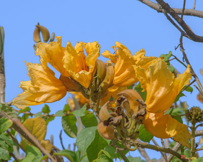 African Tulip Tree