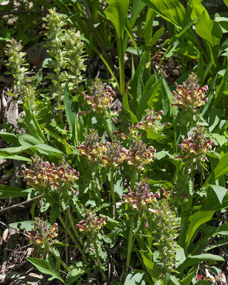 Wood Betony or Lousewort (Pedicularis canadensis) (DFL0845)