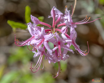 Pink Azalea, Pinxter Flower or Pinxterbloom Azalea (Rhododendron periclymenoides) (DFL0852)