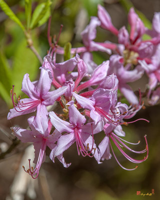 Pink Azalea, Pinxter Flower or Pinxterbloom Azalea (Rhododendron periclymenoides) (DFL0855)