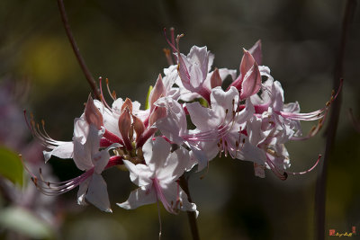 Pink Azalea, Pinxter Flower or Pinxterbloom Azalea (Rhododendron periclymenoides) (DFL0861)