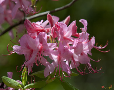 Early Azalea or Roseshell Azalea (Rhododendron prinophyllum) (DSPF0257)