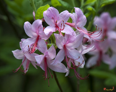 Early Azalea or Roseshell Azalea (Rhododendron prinophyllum) (DSPF0258)