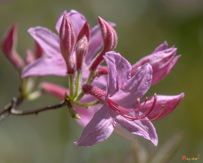 Early Azalea or Roseshell Azalea (Rhododendron prinophyllum) (DFL0866)