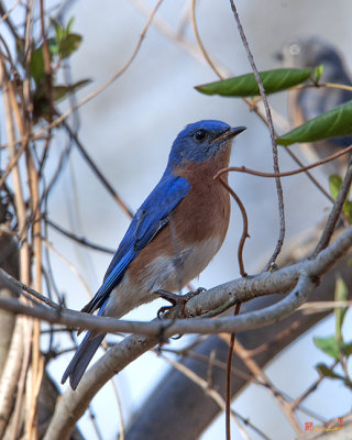 Eastern Bluebird (Sialia sialis) (DSB0285)