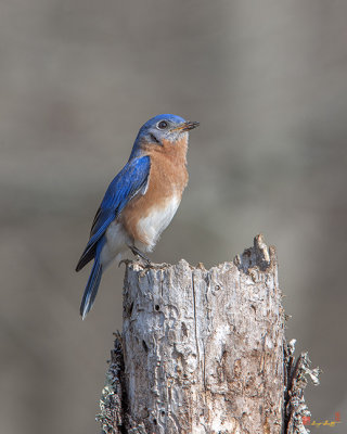 Male Eastern Bluebird Singing (Sialia sialis) (DSB0287)
