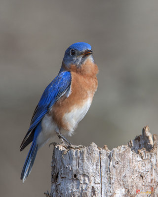 Male Eastern Bluebird Singing (Sialia sialis) (DSB0288)