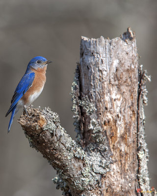 Eastern Bluebird  (Sialia sialis) (DSB0289)