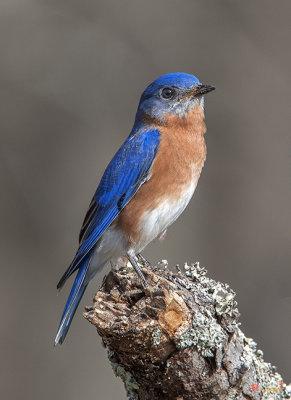 Eastern Bluebird  (Sialia sialis) (DSB0291)