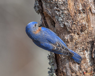 Male Eastern Bluebird at Nest Hole (Sialia sialis) (DSB0292)