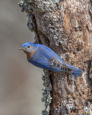 Male Eastern Bluebird at Nest Hole (Sialia sialis) (DSB0294)