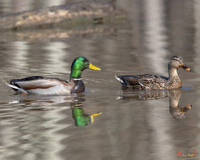 Mallard Pair (Anas platyrynchos) (DWF0173)