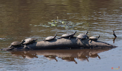 Eastern Painted Turtles and Red-eared Sliders Sunning (DAR019)