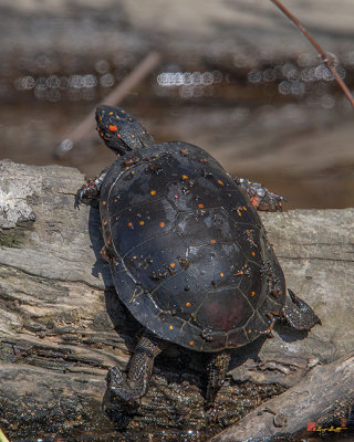 Spotted Turtle (Clemmys guttata) (DAR025)