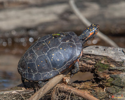 Spotted Turtle (Clemmys guttata) (DAR026)