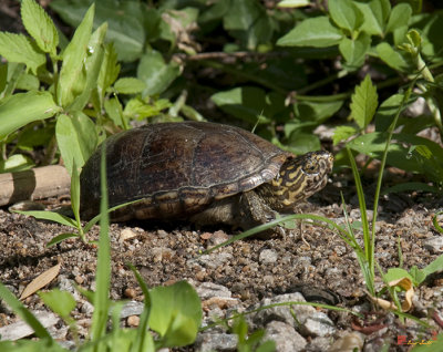 Eastern Mud Turtle (DAR011)