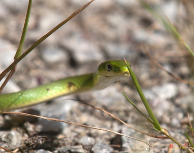 Smooth Green Snake (DAR014)