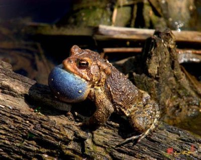 American Toad Singing (Bufo americanus) (DAR001)