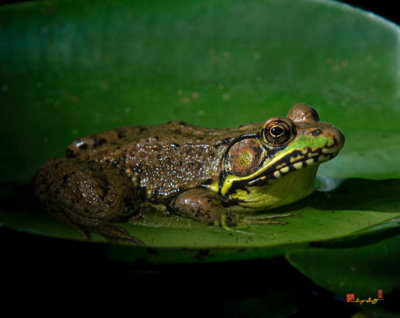 Green Frog (Rana clamitans melanota) (DAR007)