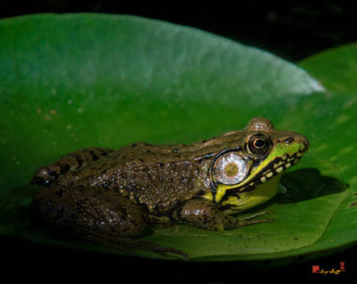 Green Frog (Rana clamitans melanota) (DAR008)