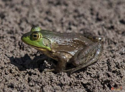 Green Frog (Rana clamitans melanota) (DAR021)