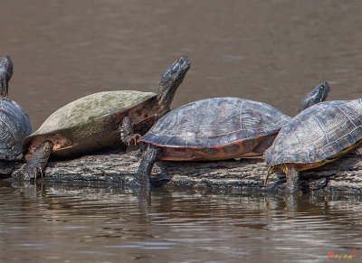 Northern Red-bellied Cooters (Pseudemys rubriventris) (DAR029)