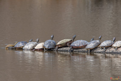 Eastern River Cooter, Northern Red-bellied Cooters and Red-eared Sliders Sunning (DAR030)