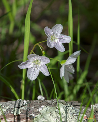 Virginia or Narrowleaf Spring-Beauty (Claytonia virginica) (DFL0884)