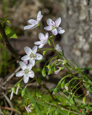 Virginia or Narrowleaf Spring-Beauty (Claytonia virginica) (DFL0885)