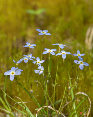 Azure Bluets or Quaker Ladies (Houstonia caerulea) (DFL0886)