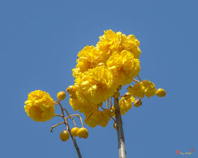 Yellow Cotton Tree (Cochlospermum regium) (DTHN0229)