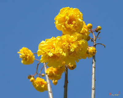 Yellow Cotton Tree (Cochlospermum regium) (DTHN0230)