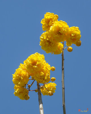 Yellow Cotton Tree (Cochlospermum regium) (DTHN0231)