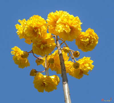 Yellow Cotton Tree (Cochlospermum regium) (DTHN0232)
