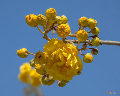 Yellow Cotton Tree (Cochlospermum regium) (DTHN0233)