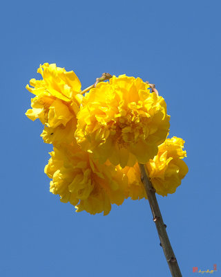 Yellow Cotton Tree (Cochlospermum regium) (DTHN0234)